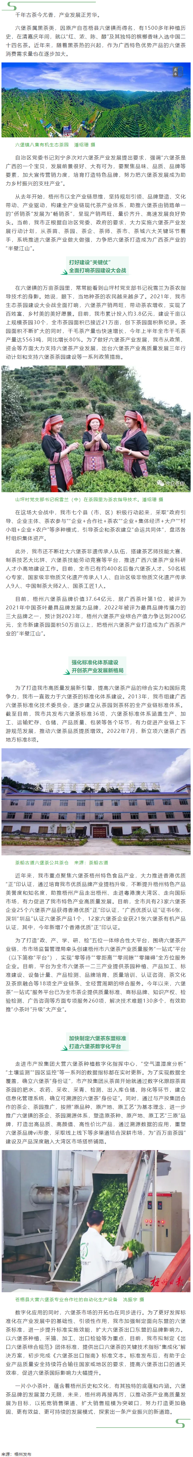 從一片葉子探索產業(yè)振興新路子丨梧州市以全產業(yè)鏈思維推動六堡茶產業(yè)發(fā)展.png