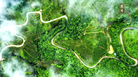 品牌強(qiáng)茶驅(qū)動特色產(chǎn)業(yè)提質(zhì)增效丨梧州市加快推動茶產(chǎn)業(yè)高質(zhì)量發(fā)展