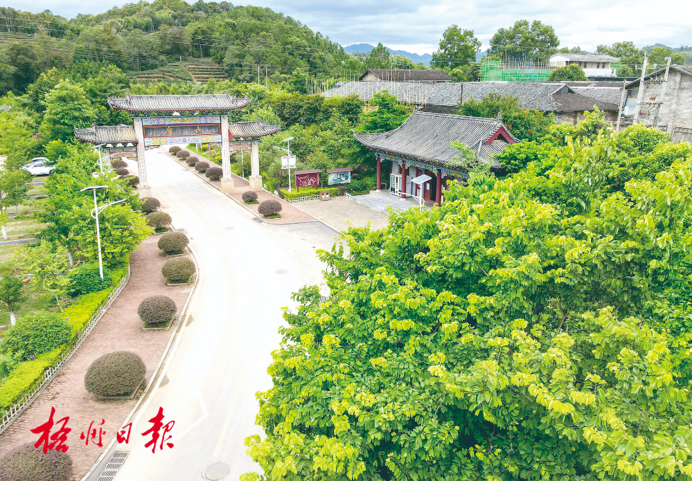 梧州全市生態(tài)茶園面積達33.34萬畝！