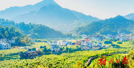 排名全國(guó)第13名！“梧州六堡茶”品牌價(jià)值實(shí)現(xiàn)新突破