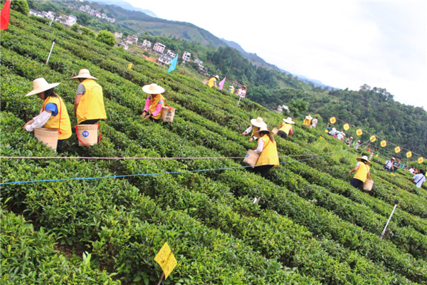 首屆梧州市六堡茶行業(yè)農(nóng)民工技能競賽采茶環(huán)節(jié)現(xiàn)場選手們有序地進行采茶比賽.jpg